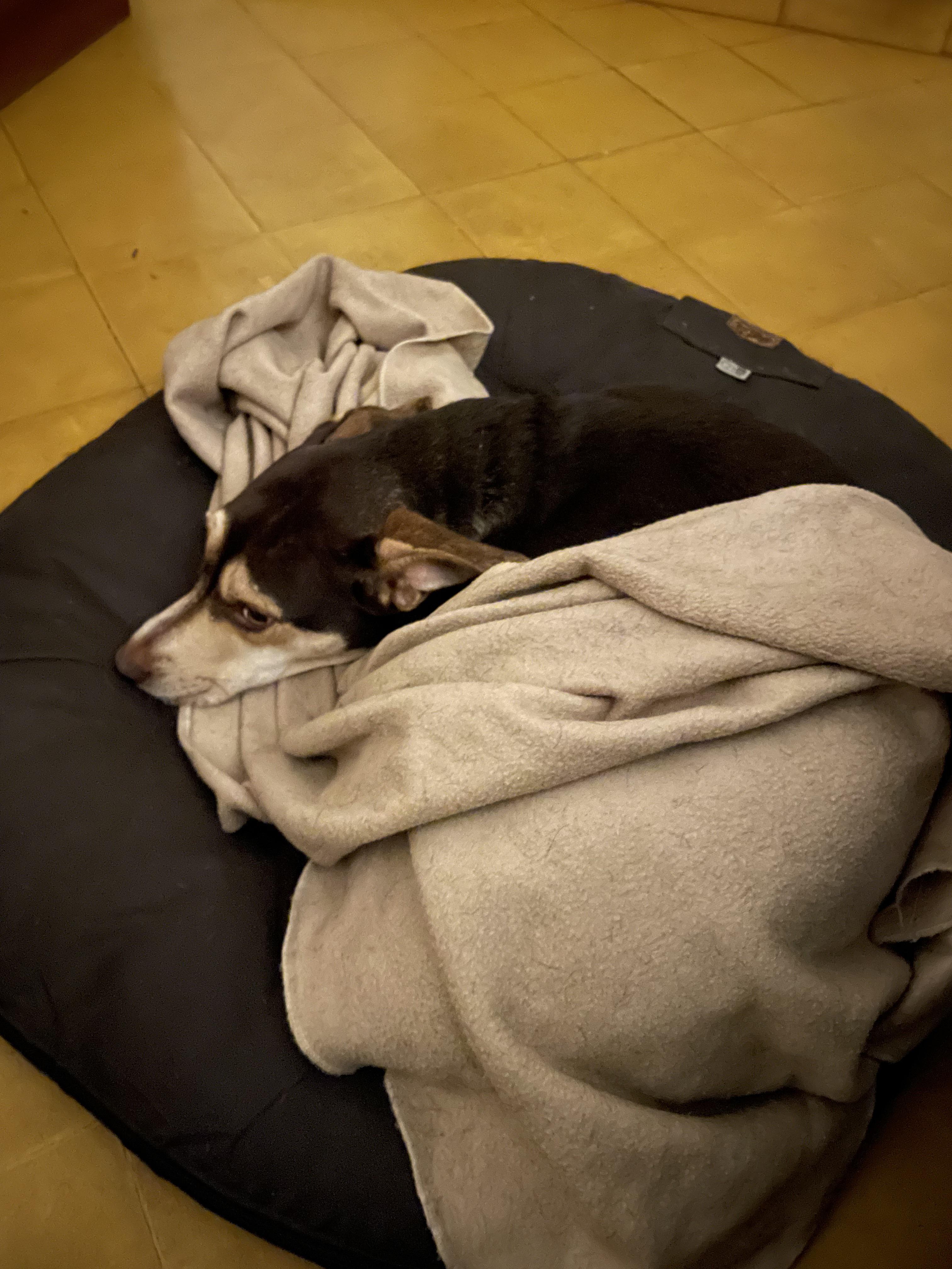 Tucked in Latte