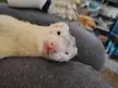 ferrets
