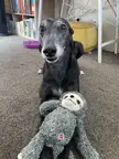 She’s almost as grey as the toy!