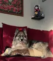 So elegant yet so silly