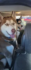 Do ya think Theoren Faticus and Maximus Shiticus live rides in the car?