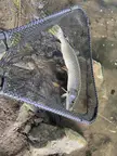 I shat my pants today. Threw a wacky rig in a decent size underpass. My first