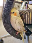 My tiel hiding in a space between my chair because he doesn't like clicker training