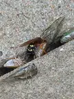 Cicada Killer Wasp