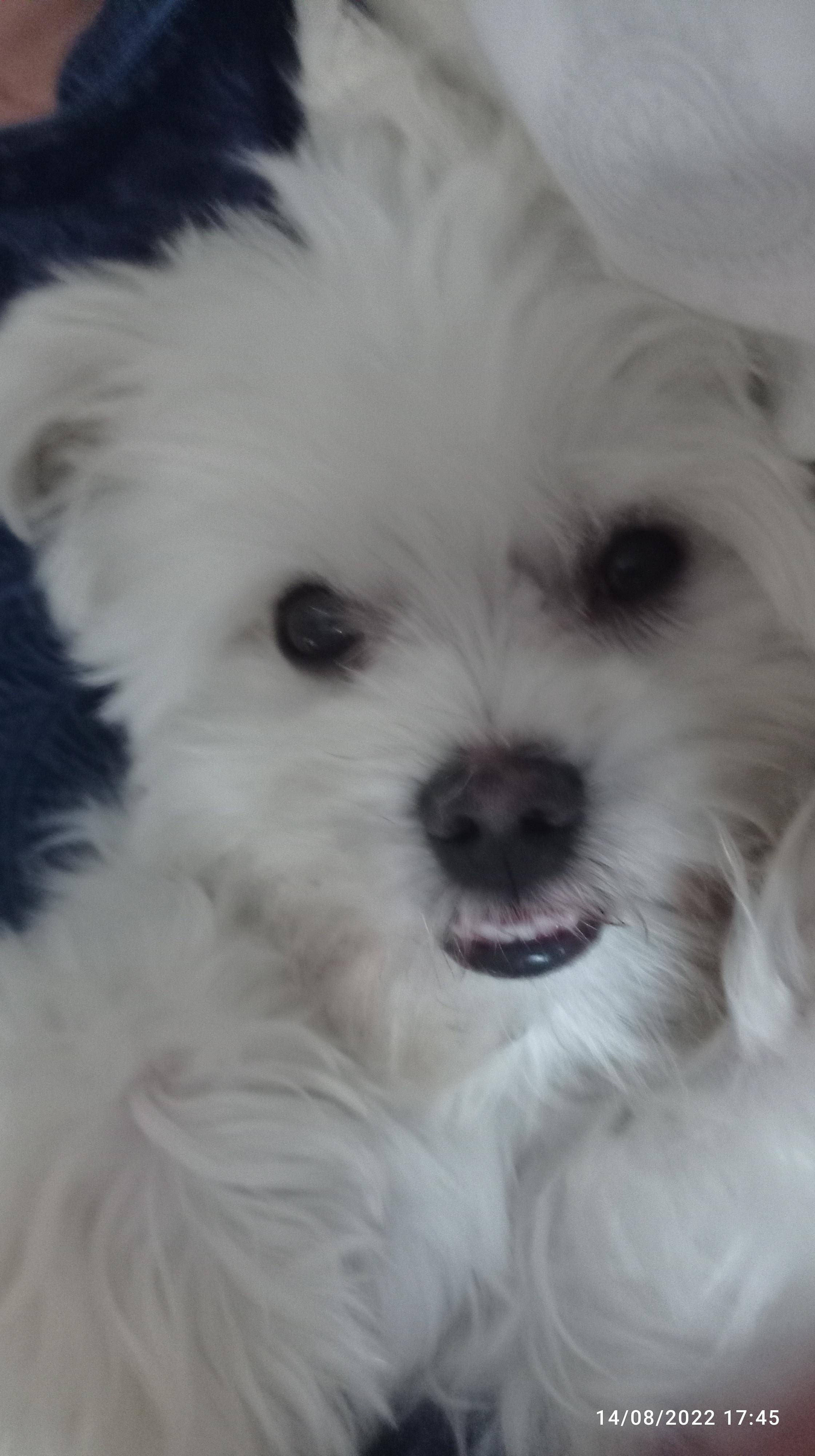 look at this Goofy ahh dog