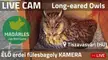 Long-eared owl cam LIVE from Madárles in Hungary. Link from YouTube, maybe mods flagged it in Superbowl. This pair is incredible! They raised 3 owlets last Spring, back in nestbox today. wait till you see her 🐁 delivery happy dance 😍🤣 https://www.youtube.com/live/8RnTG50kGZk?feature=share