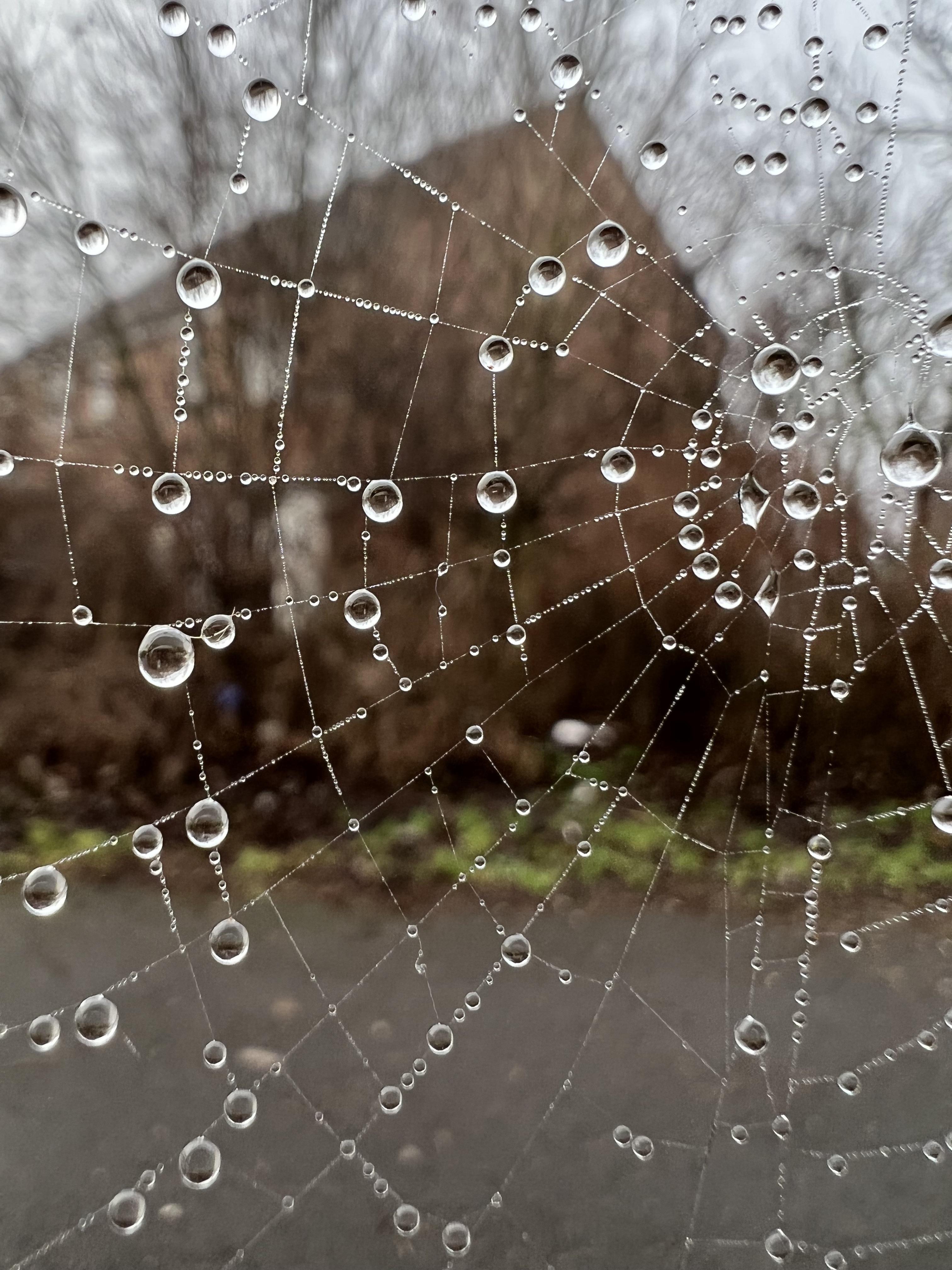 Spider web in winter!