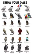 Know Your Owls (OC)