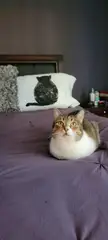 No legs. No tail. Just loaf.