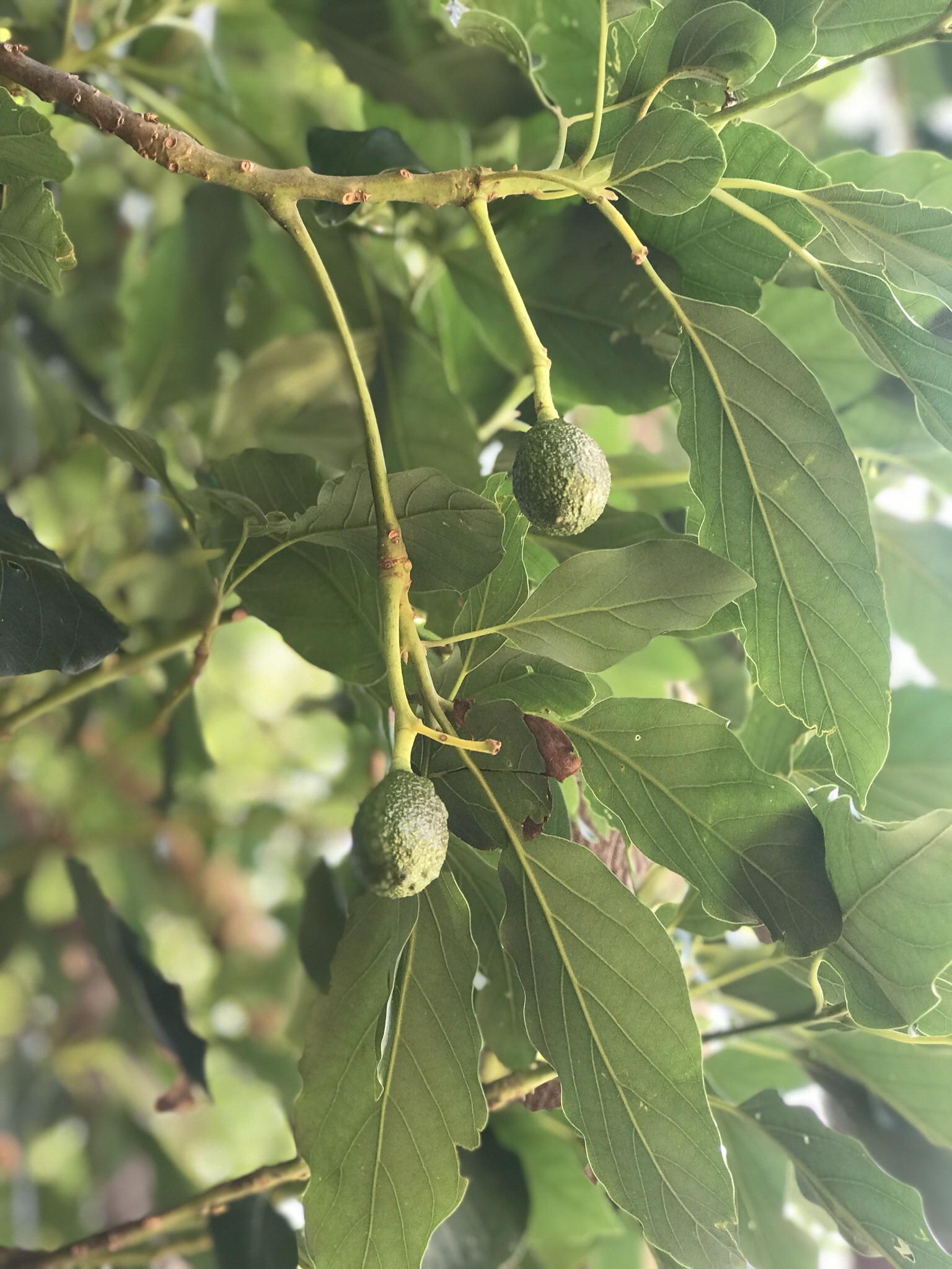 avocadosgonewild