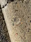 A Random Curb Fossil