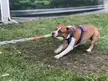 Whos doggies love tug of war?