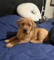 Name suggestions for our 8 week old fox red Labrador Retriever puppy (girl)