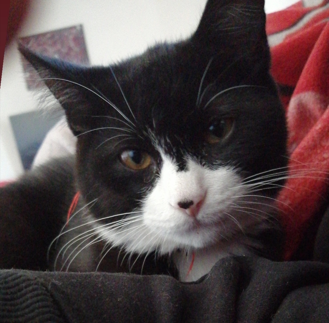 My kitten Beans. He's got a silly spot on his nose.