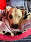 my new adoption 