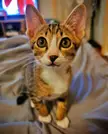 I think my Geralt is the cutest cat alive - but obviously I'm biased haha