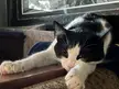 Clawed Meownet