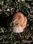 Type of owl?