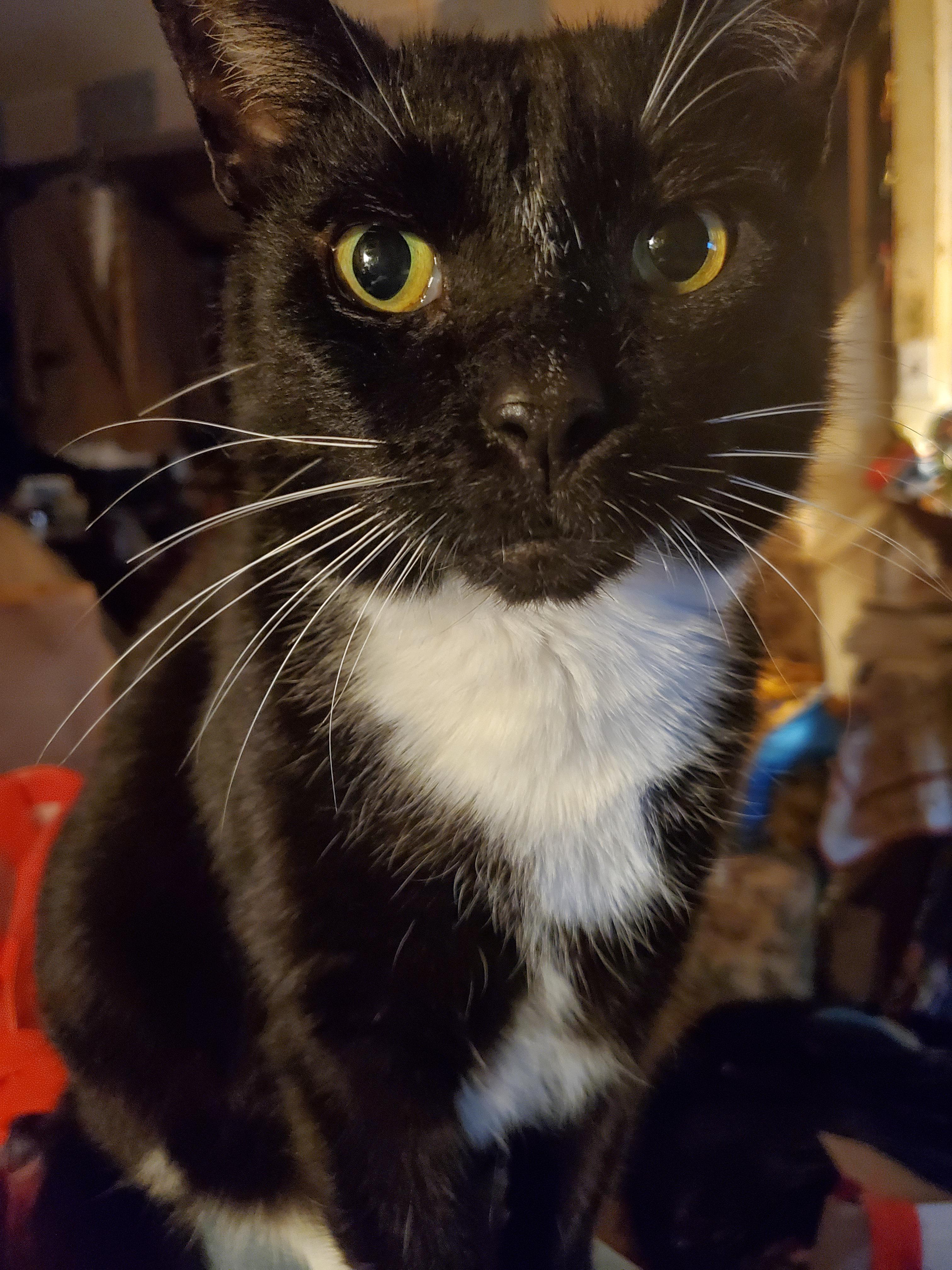 My handsome tuxie