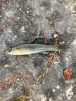anybody know what this little fella is? netted out of a central FL lake