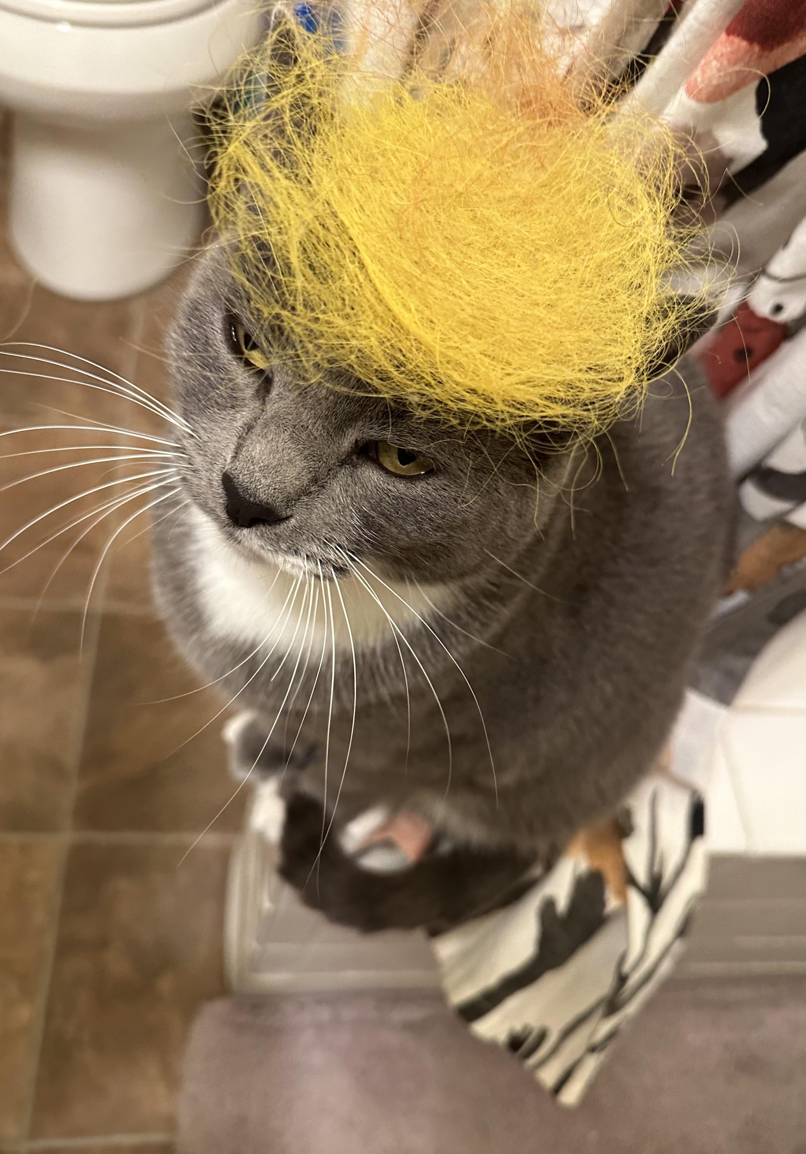 I brushed my hair then put my hairball on my cat and now she looks like someone…