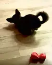 Is it a cat? 