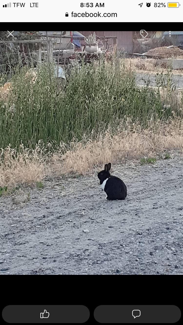 Brown rabbit in grass and a black and white rabbit on gravel from r/Rabbits