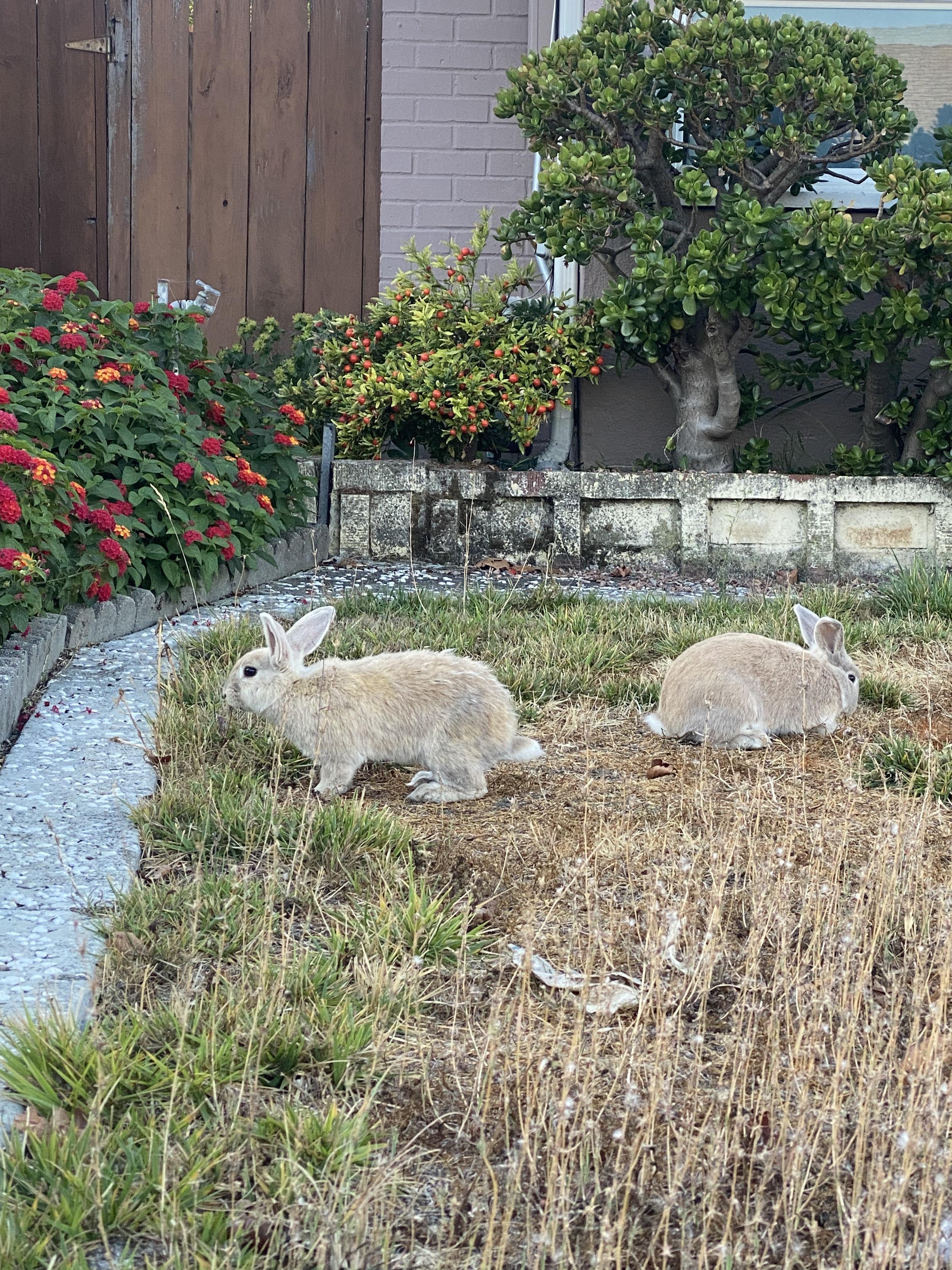 Are these domestic rabbits? | Scrolller