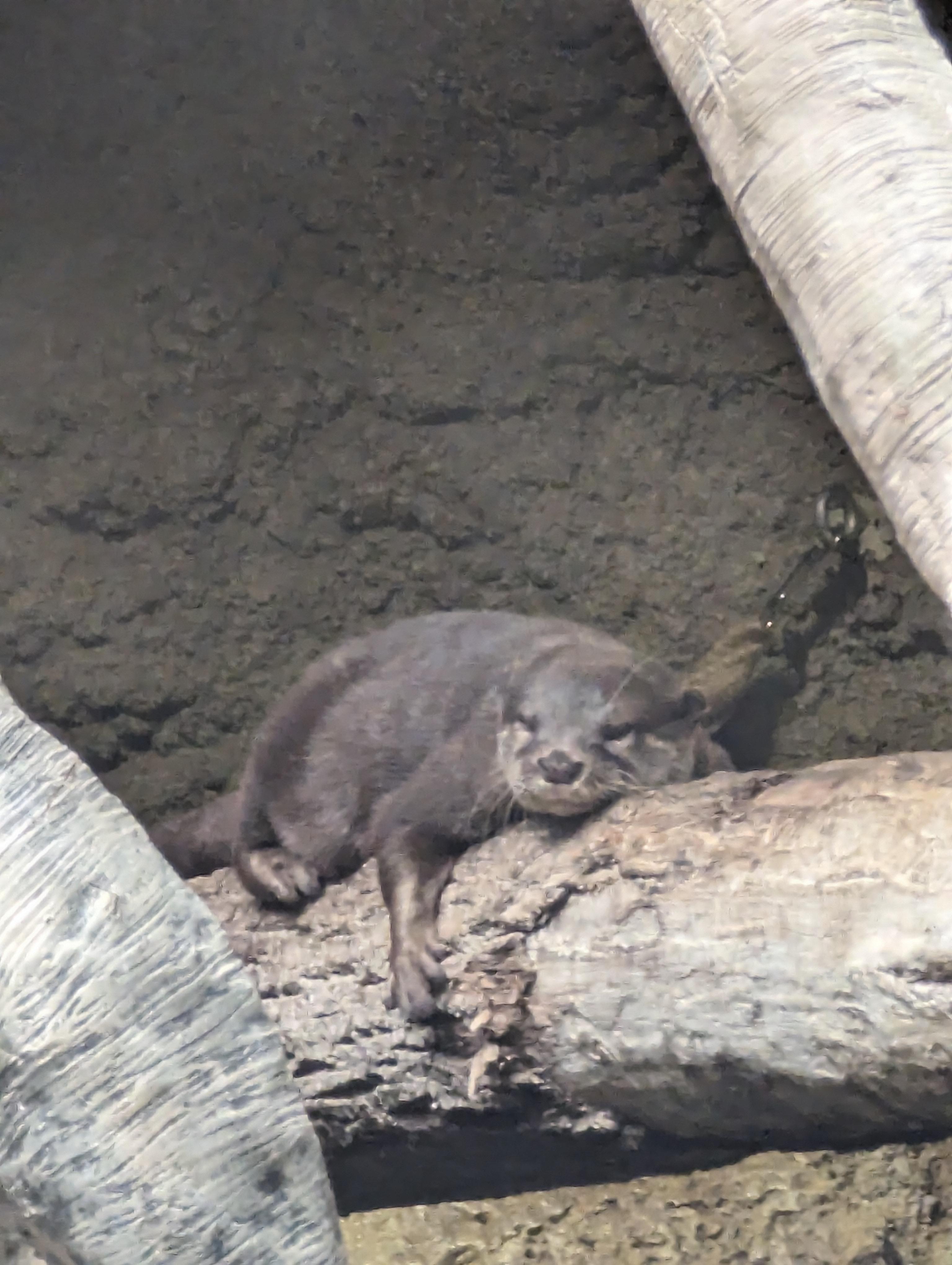 Otters