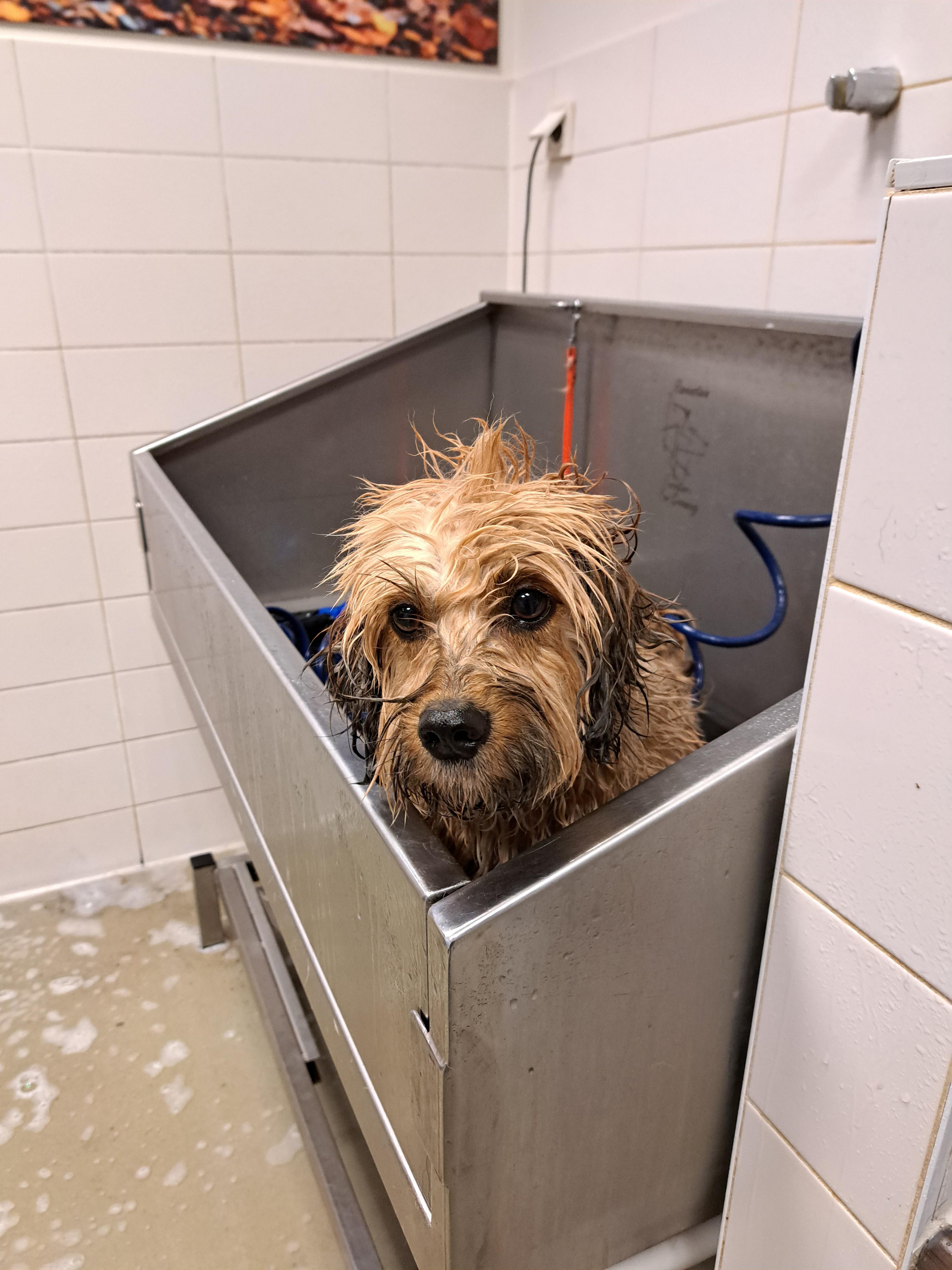 A fluffy brown dog before and after a bath at a grooming station with shampoo bottles and towels.
