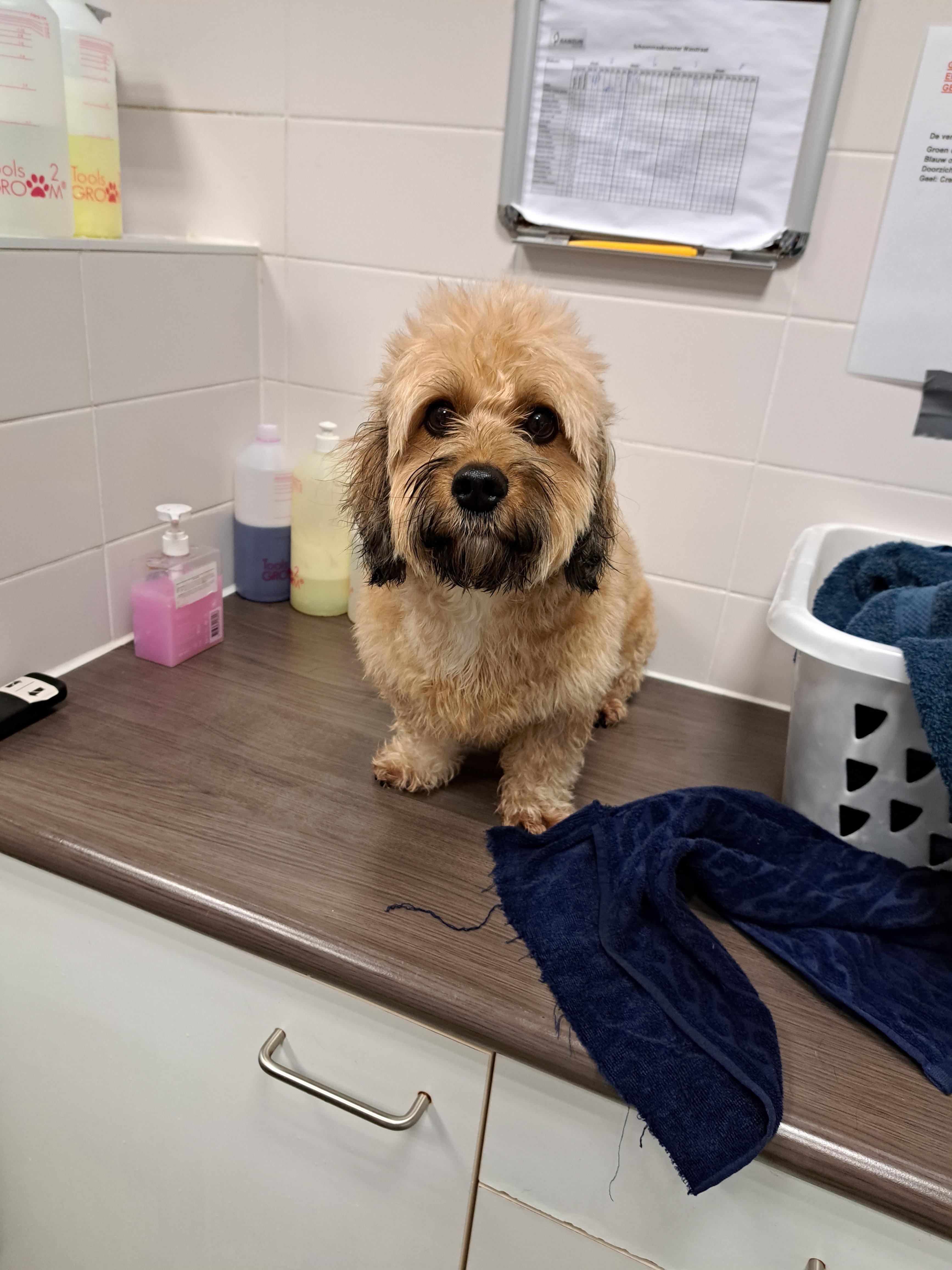 floof ball got washed today