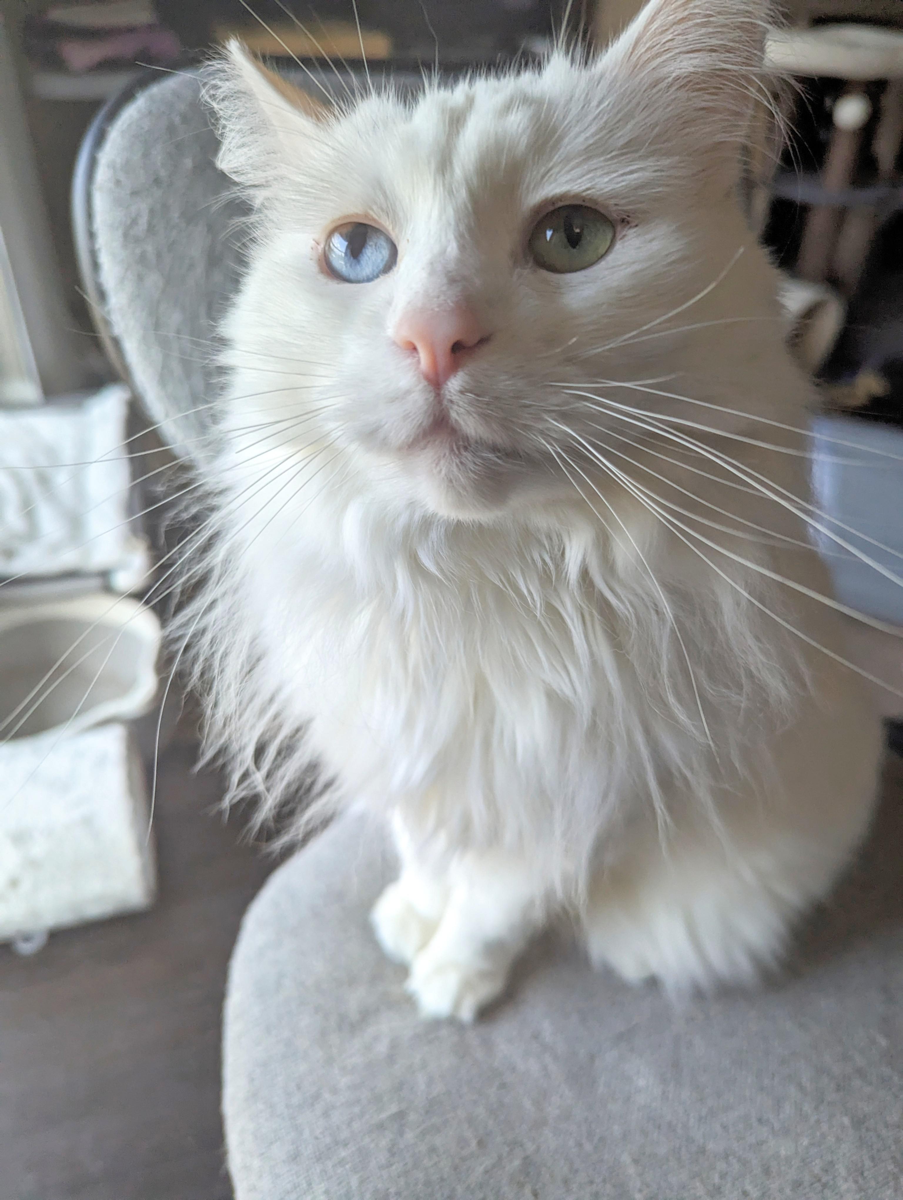 Friday the Floof wishes you a happy Friday!