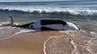 20 Marine Mammals have dead on East Coast Stop 🛑 Help these Whales from dying. The last one to die was a 21 foot Orca Whale in Florida. https://www.usatoday.com/story/news/2023/01/20/whale-deaths-east-coast-how-many-have-died-unusual/11075877002/