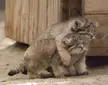 Littermates