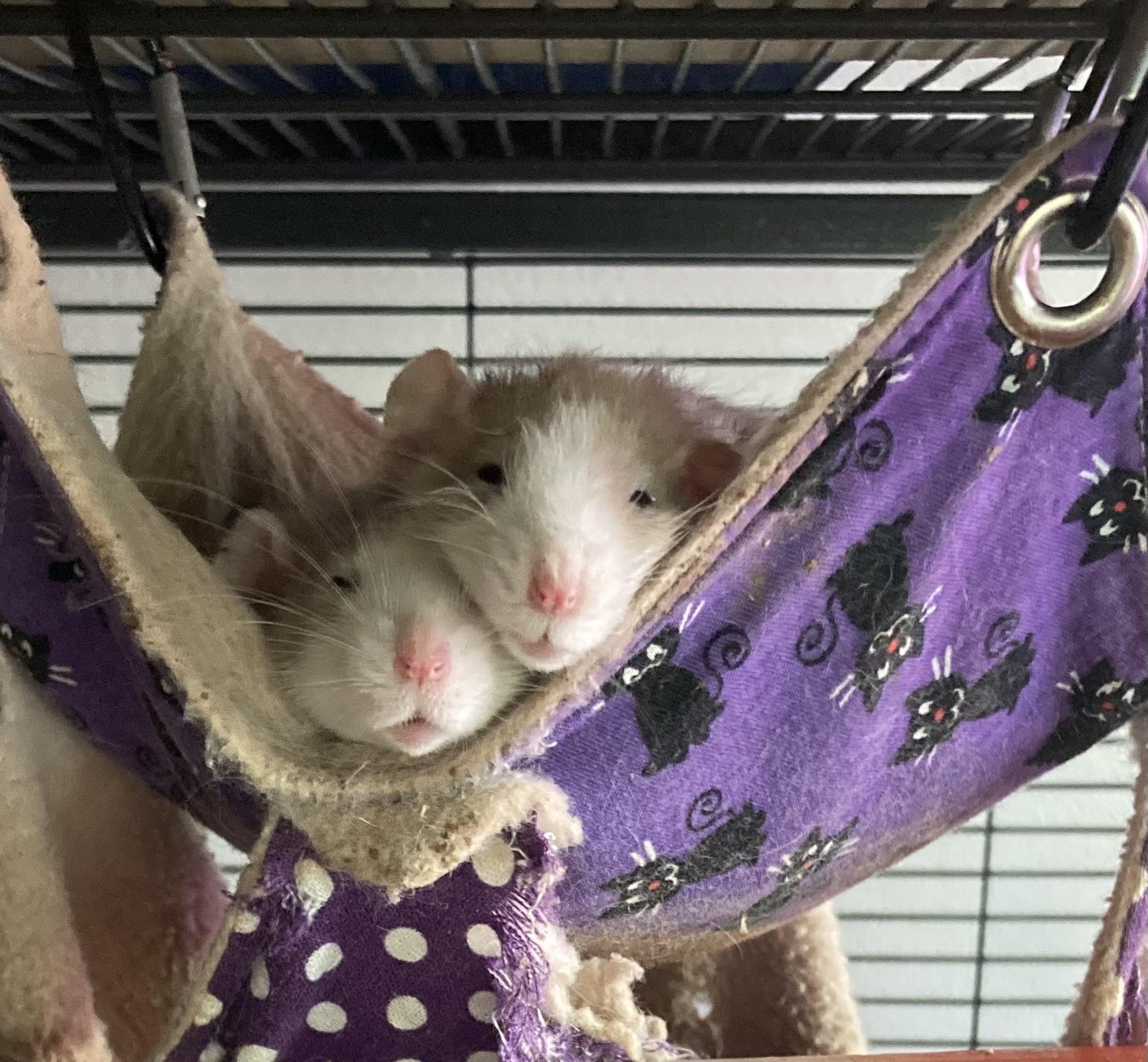 5 week old Standard vs His dwarf father!