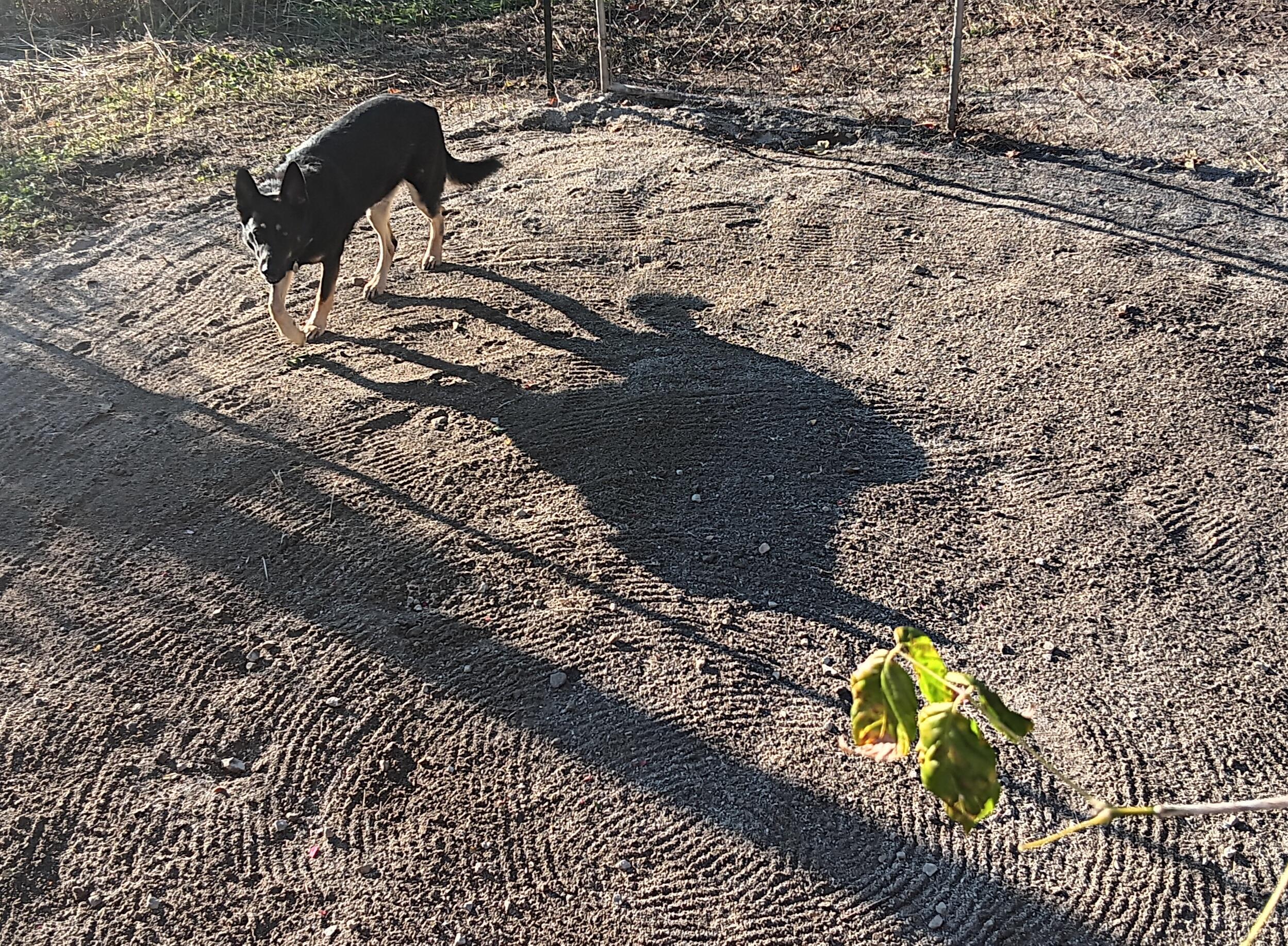 His zen poop garden.