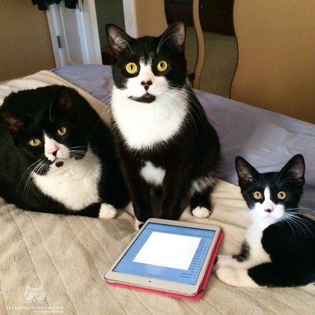 Tuxedo cats using the tablet