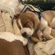 Watson!