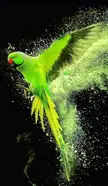 Fabulous Flying