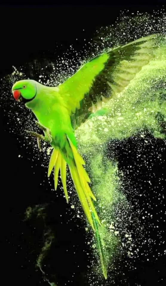 Fabulous Flying
