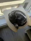 A fluffy grey cat curled up on a circular window perch, looking down.