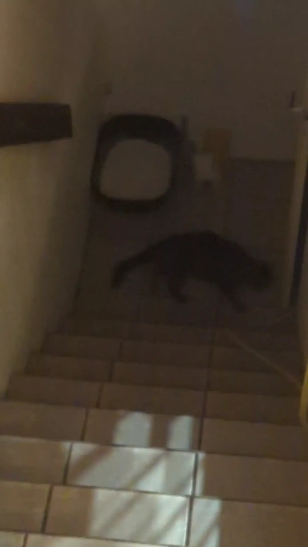 Fast chonk 
