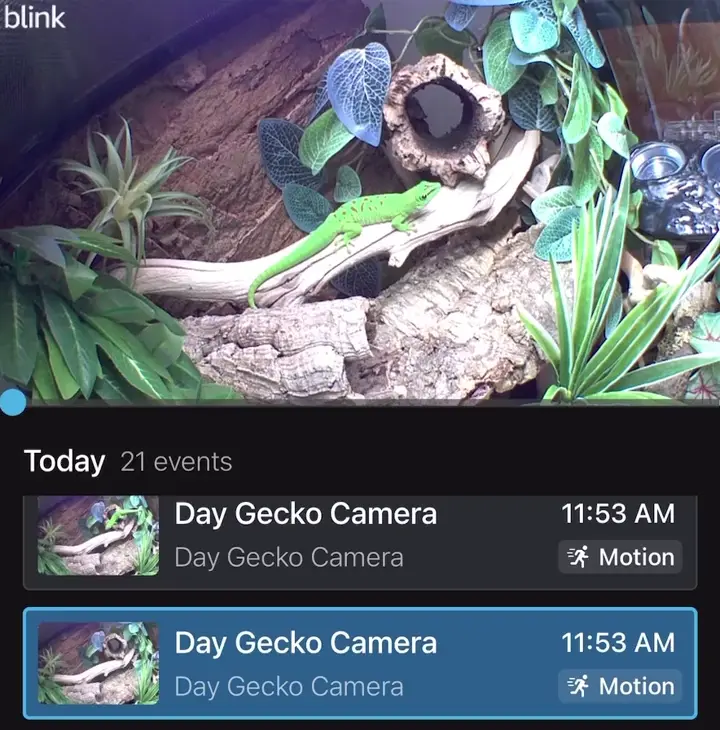 Fast gecko ever apparently 😂