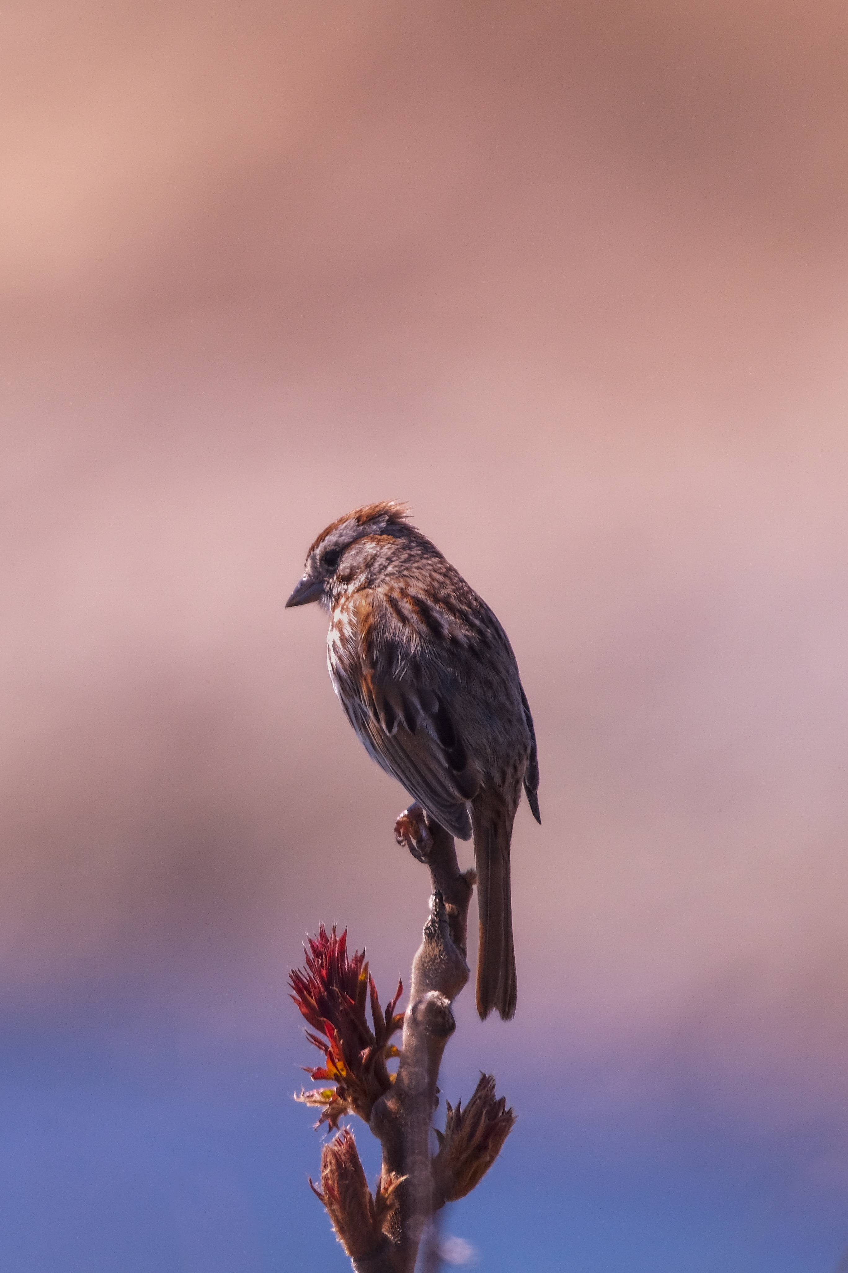 Song Sparrow enjoying the ocean view