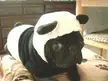 became a panda