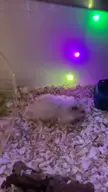 Hamster sneezing? Very worried