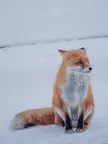 Red fox
