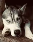 Pooped puppy