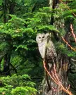 My barred owl friend has been hanging around my yard the past couple years :)