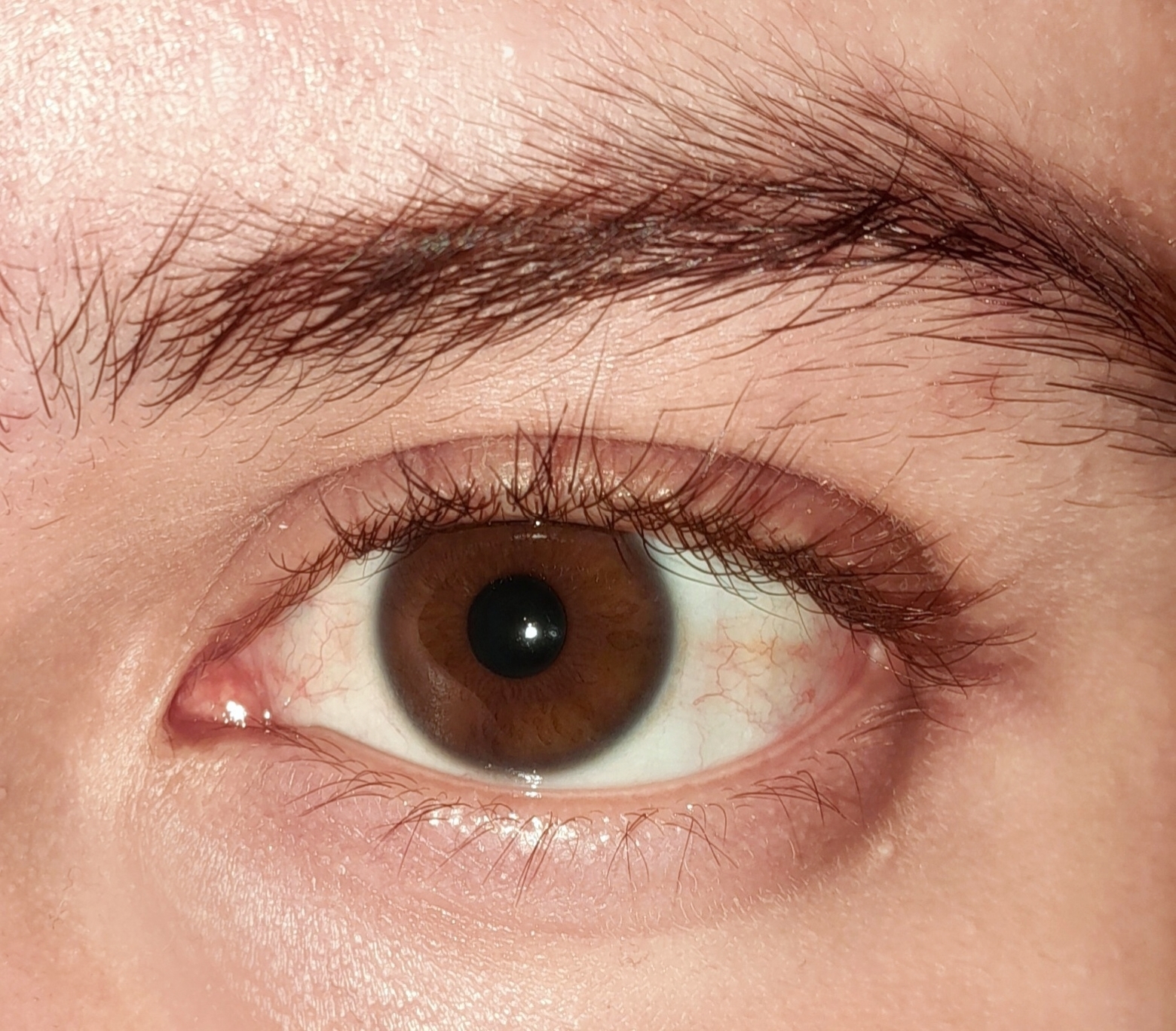 A very brown eye 🐻